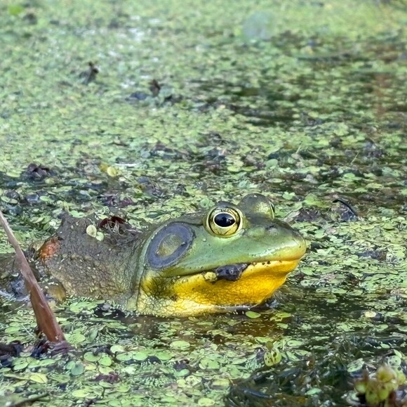 kermit33